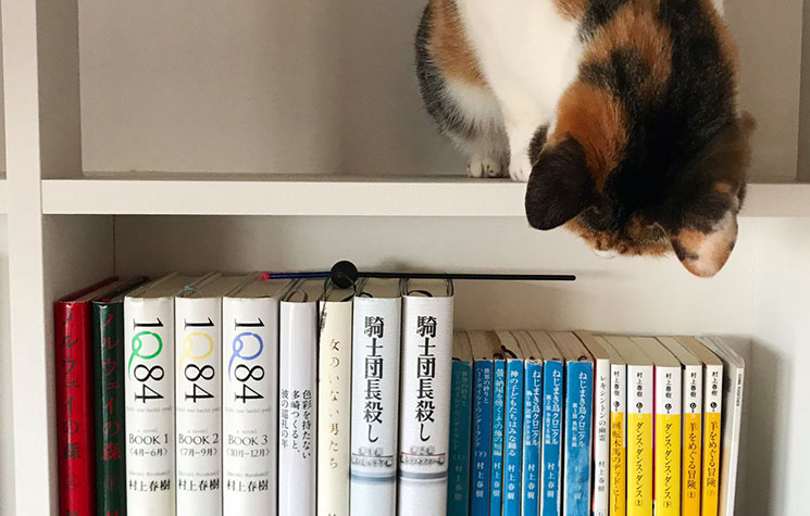 猫ちゃんが手に取ろうとしているのは『騎士団長殺し』?